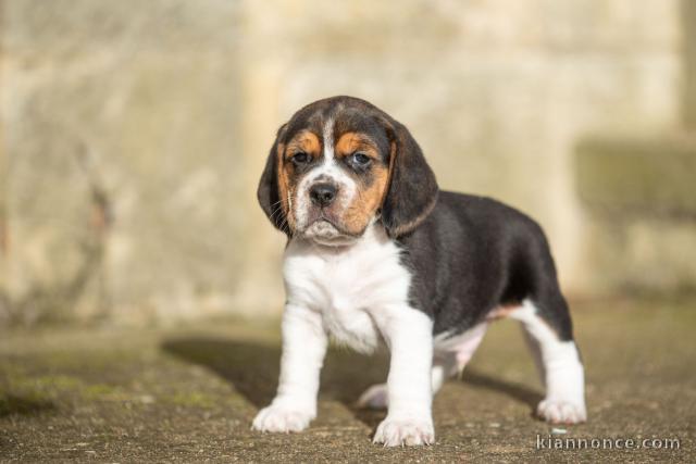 chiot berger allemand disponible 