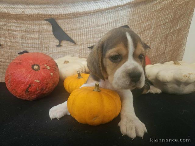je donne chiot beagle disponible 