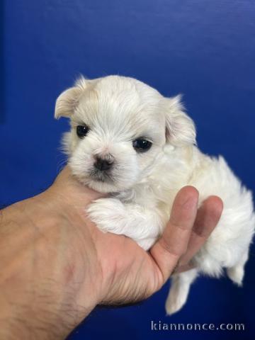 chiot bichon maltais à donner 