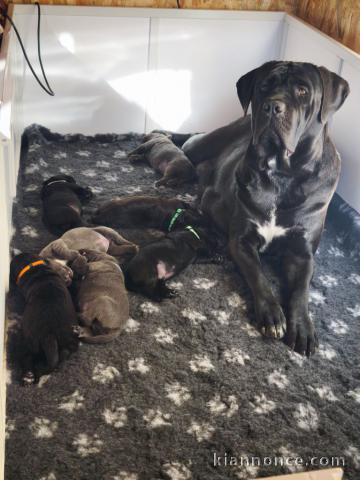 chiot Cane Corso disponible pour adoption 