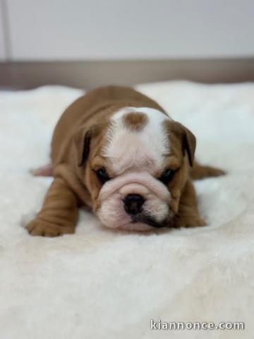 magnifique chiot bulldog anglais mâle 
