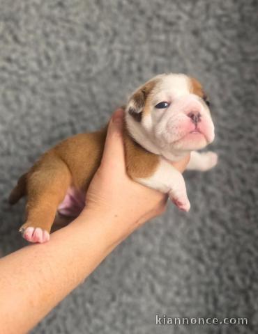 bébé chiot bulldog anglais 