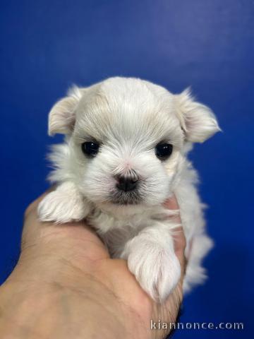 bébé chiot bichon maltais disponible 
