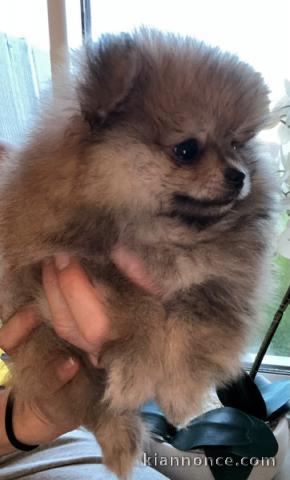 chiot spitz allemand disponible 