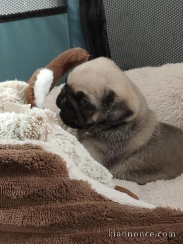 chiot bulldog anglais mâle 