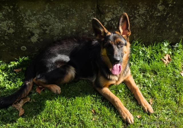 magnifique chiot berger allemand lof 