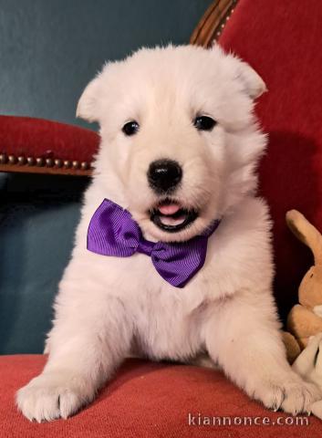 adorable chiot berger blanc suisse 