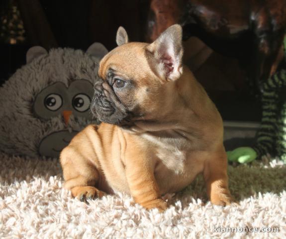 bébé chiot bouledogue français mâle 