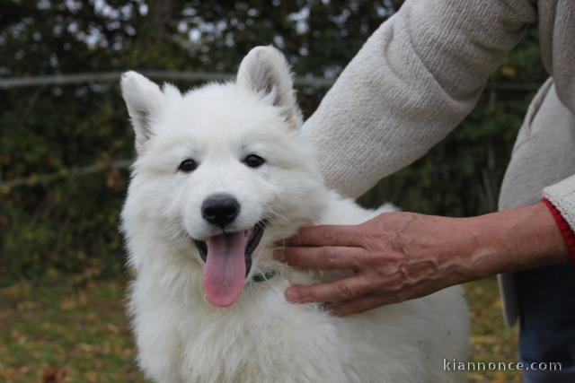 adorable chiot berger blanc suisse adoption 