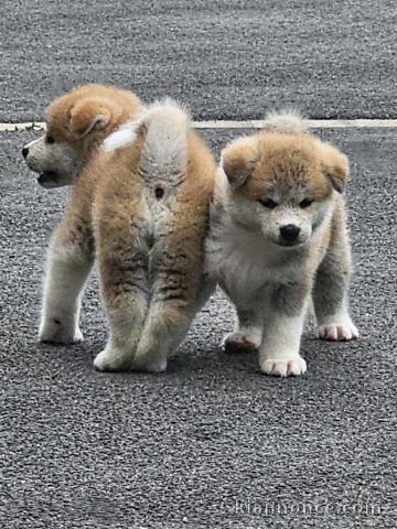 chiot Akita inu a donner 