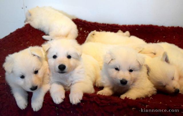 chiot berger blanc suisse adoption 
