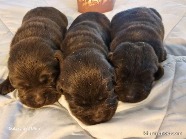 bébé chiot labrador retriever noir disponible 