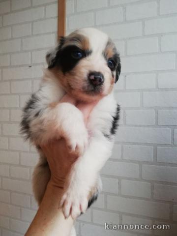 bébé chiot berger australien disponible 