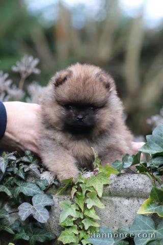 adorable chiot spitz allemand 