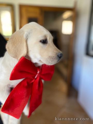 adorable chiot labrador retriever 