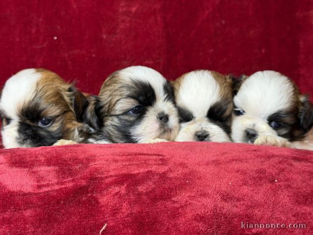 magnifique chiot Shih Tzu a donner 