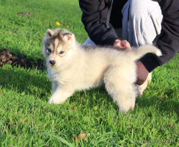 Chiot husky sibérien adorable 