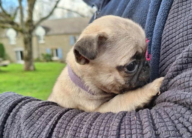 bébé chiot carlin disponible 