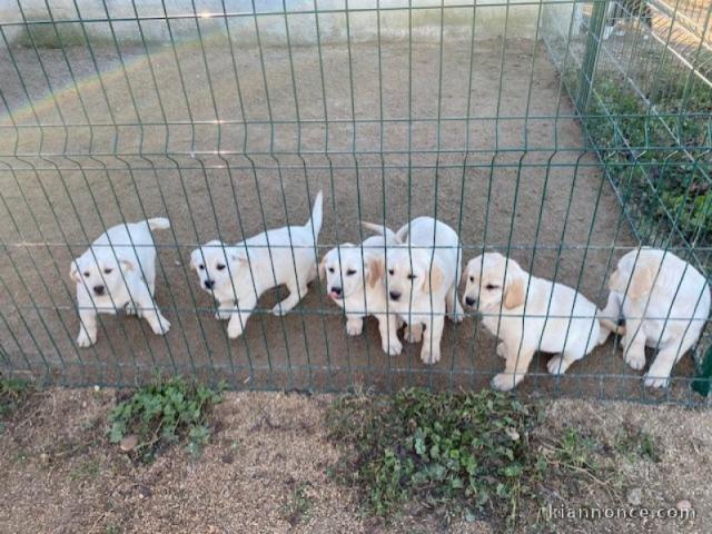 Chiot labrador retriever disponible 