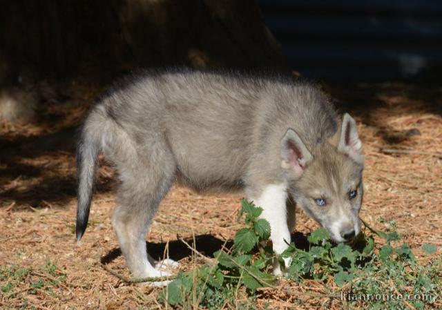 magnifique chiot husky sibérien 