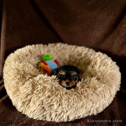 magnifique chiot York lof a vendre 