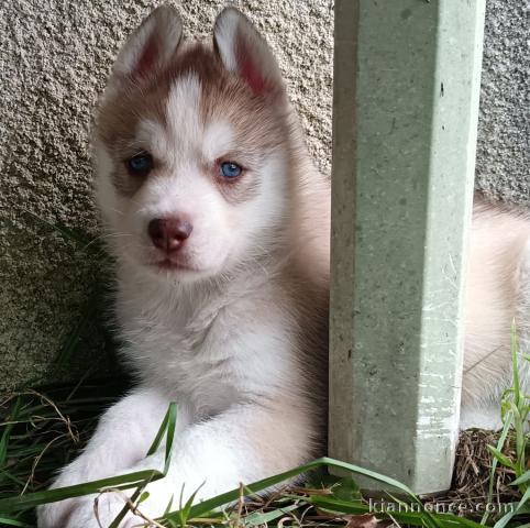husky sibérien adorable 