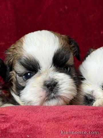 adopter chiot Shih Tzu 
