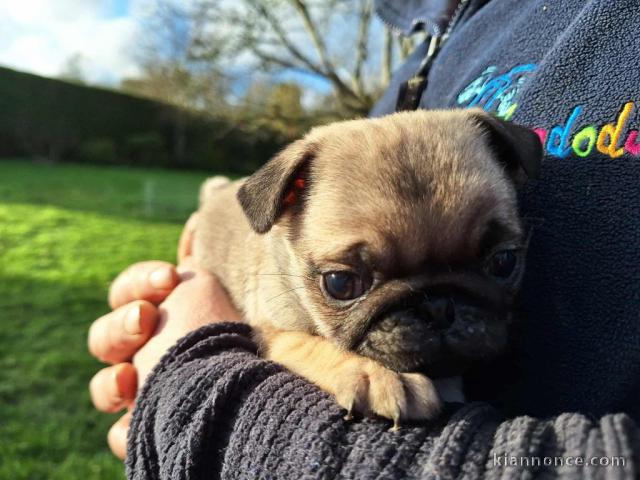 magnifique chiot carlin disponible 