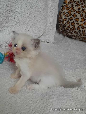 bébé chaton ragdoll femelle 