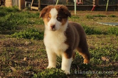 magnifique chiot berger australien 