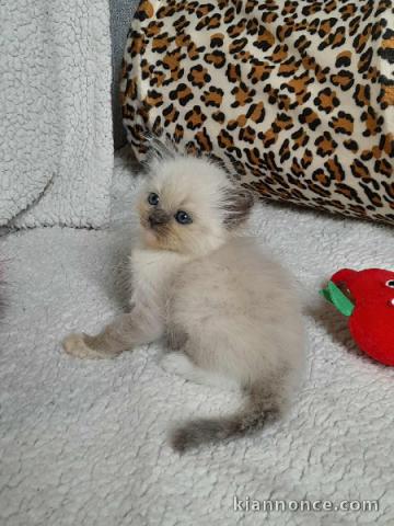 magnifique chaton ragdoll femelle 