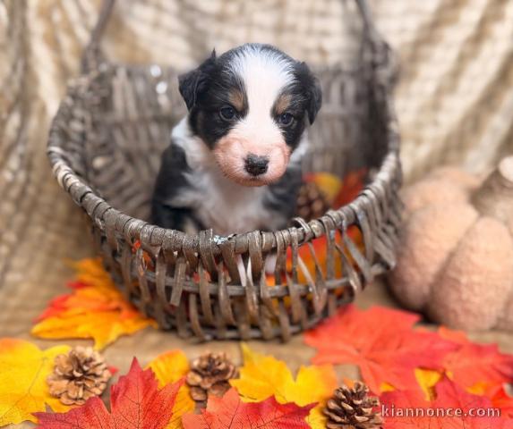 chiot berger australien disponible 