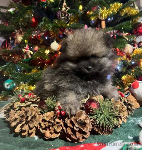 chiot spitz allemand a donner pour noël 