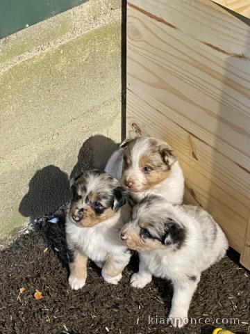 Magnifique chiot berger australien 