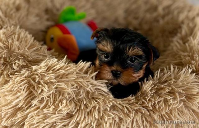 Bébé chiot Yorkshire terrier femelle 