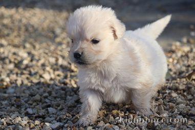Adorable chiot golden retriever mâle a donner 