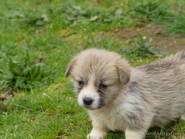 Chiots Welsh Corgi Pembroke a donner 