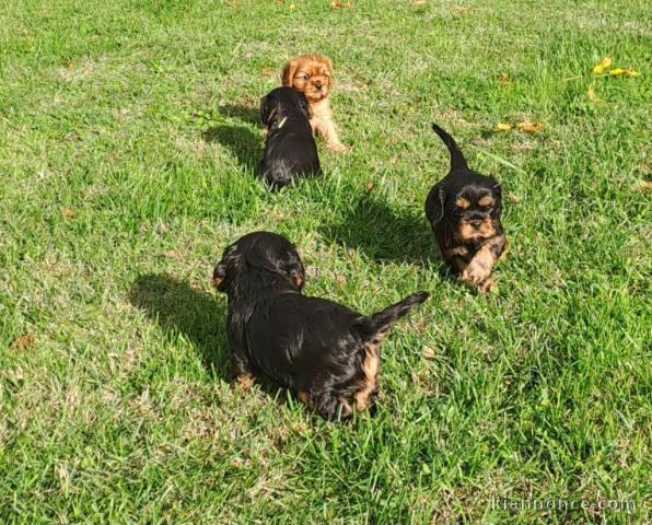 bébé chiot cavalier king charle disponible 