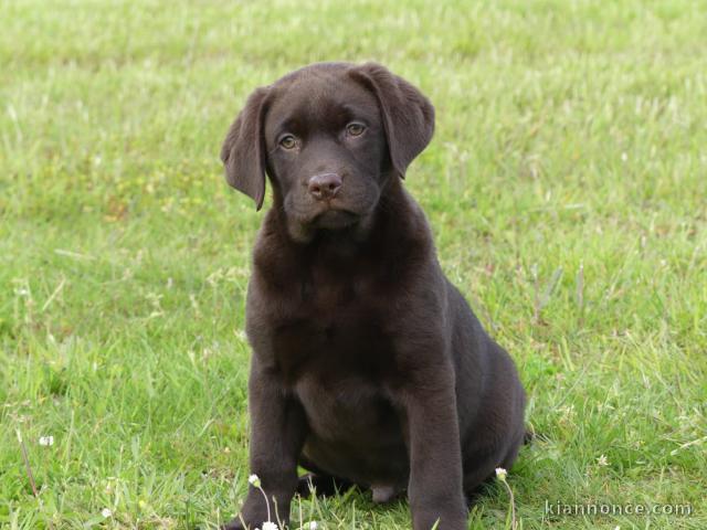 chiot labrador retriever disponible 