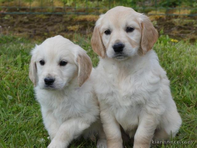 chiot golden retriever disponible 