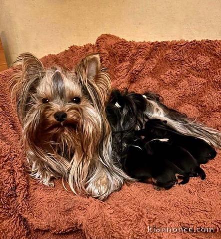 magnifique chiot Yorkshire 