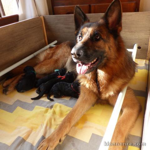 annonce chiot berger allemand 