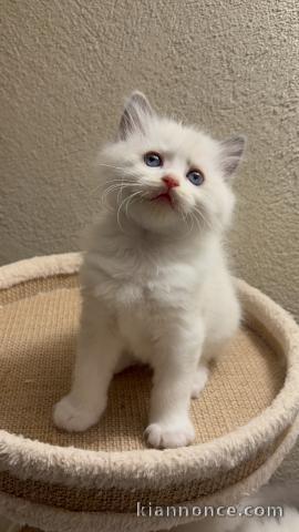 chaton ragdoll femelle pour noël 