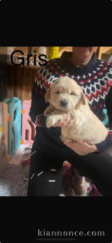 magnifique chiot golden retriever femelle a adopter urgent 
