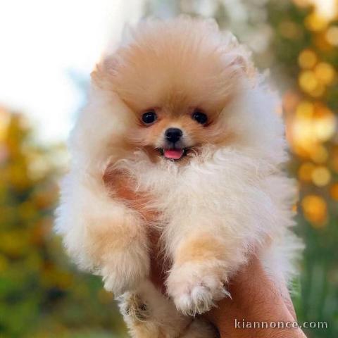 beautiful pomeranian puppies