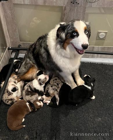 chiot berger australien disponible pour adoption 