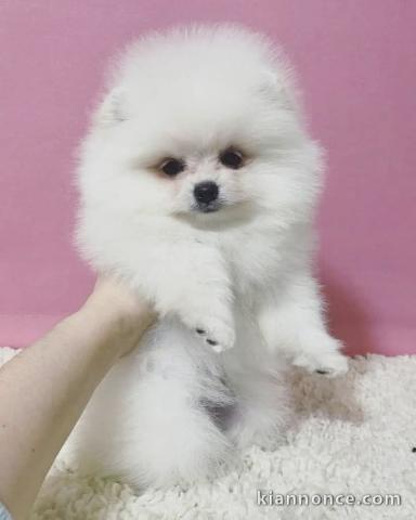 beautiful pomeranian puppies