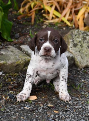 adorable chiot braque de français 