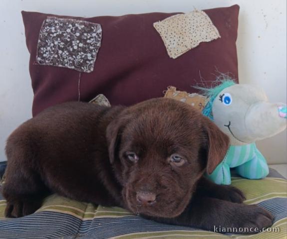 chiot husky labrador retriever disponible 