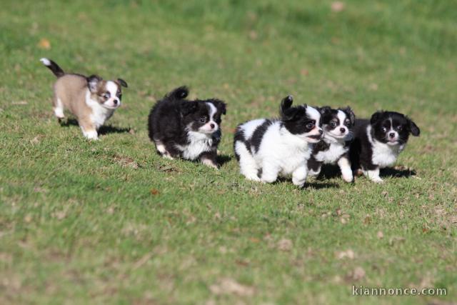 adoption chiot chihuahua disponible 